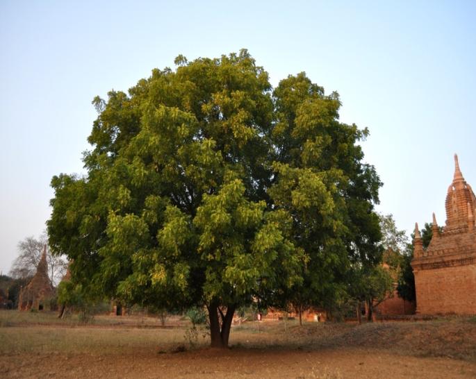 World Neem Organisation